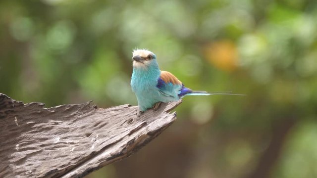 Lilac-breasted roller on a tree in The Gambia, Africa