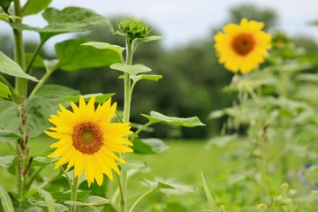 field of sunflowers