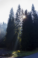 Fototapeta na wymiar Sun rays penetrate through the trees