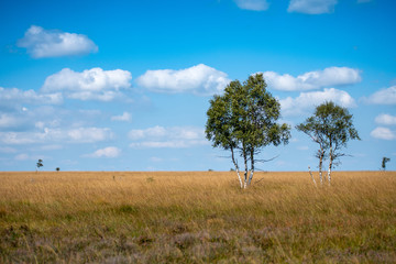Fototapeta na wymiar hohes Venn in Belgien - Baum im Moor
