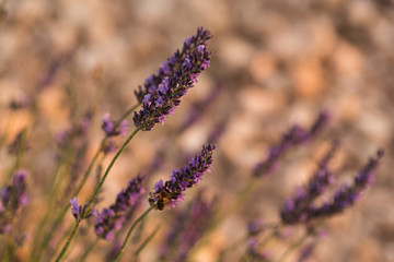 Detalle de flor de lavanda.