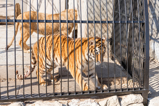 A pair of young tigers and one lion in captivity in a zoo behind bars. Power and aggression in the cage.
