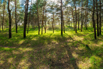 Fototapeta na wymiar landscape pine forest panorama