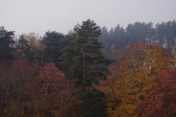 Fototapeta premium forest in autumn