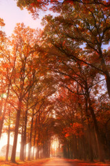 Fototapeta premium Autumn Rays