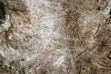 Detailed close-up picture of crannied old oak tree in a park. View from the top.