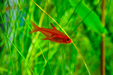 Small beauty Ember Tetra or Hyphessobrycon amandae in planted tropical fresh water aquarium - 229802917