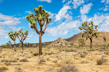 Obraz premium Joshua Tree National Park
