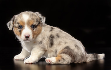 Welsh corgi puppy Dog  Isolated  on Black Background in studio