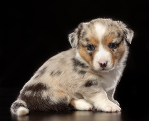 Welsh corgi puppy Dog  Isolated  on Black Background in studio