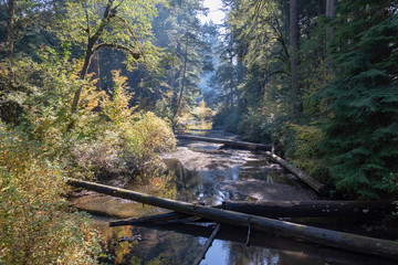 Quiet creek at Silver Falls State Park Oregon
