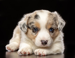 Welsh corgi puppy Dog  Isolated  on Black Background in studio