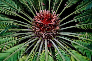 Palm tree top view close-up