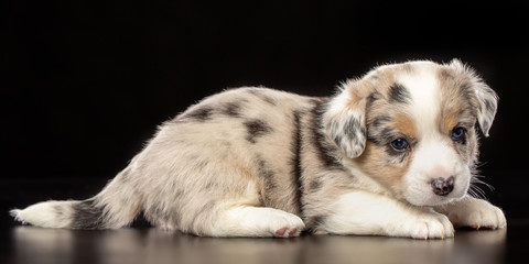 Welsh corgi puppy Dog  Isolated  on Black Background in studio
