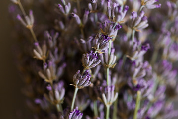 close up view of a lavender Flowers, plants and nature concept. Macro photography