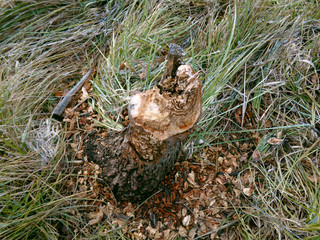 a piece of broken wood sticks out of the ground