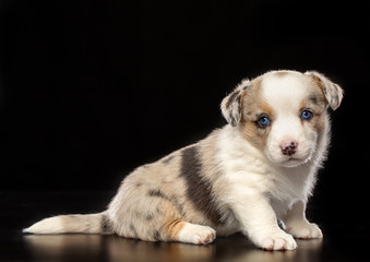 Welsh corgi puppy Dog  Isolated  on Black Background in studio