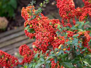 Arbuste, le Buisson ardent (Pyracantha coccinea) aux rameaux épineux aux petits fruits de couleur rouge écarlate 'Red column'