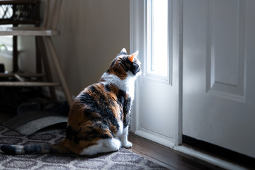 Sad, calico cat sitting, looking through small front door window on porch, waiting on hardwood carpet floor for owners, left behind abandoned - obrazy, fototapety, plakaty