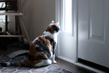 Fototapeten Sad, calico cat sitting, looking through small front door window on porch, waiting on hardwood carpet floor for owners, left behind abandoned © Andriy Blokhin