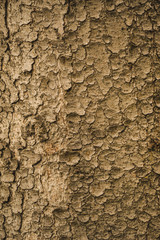 Bark texture