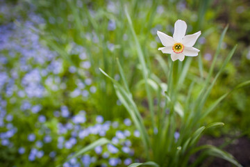 Blooming narcissus and forget-me-nots in the garden