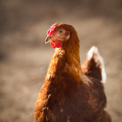 Chicken on a farm in the evening light