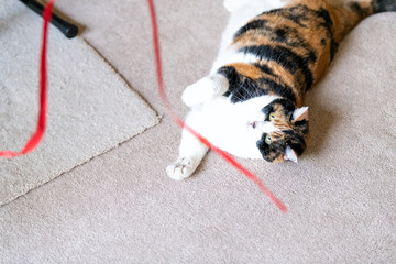 Closeup of calico cat, lying on back, playing with red stripe toy in living room, house, home on carpet floor, biting, catching with paws above, missing, looking up