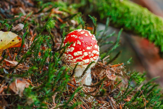Fly agaric at the forest, closeup. Nobody