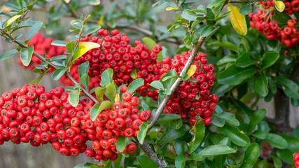 Arbuste, le Buisson ardent (Pyracantha coccinea) aux rameaux épineux aux petits fruits de couleur rouge écarlate 'Red column'