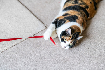 Closeup of playful calico cat, lying on side, playing with red stripe toy in living room, house, home on carpet floor, biting, catching, holding with paws