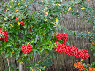 Arbuste, le Buisson ardent (Pyracantha coccinea) aux rameaux épineux aux petits fruits de couleur rouge écarlate 'Red column'