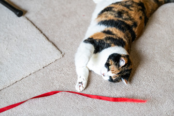 Closeup of playful calico cat, lying on side, playing with red stripe toy in living room, house, home on carpet floor, biting, catching with paws above, missing