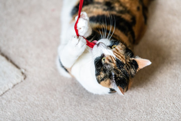 Closeup of playful calico cat, lying on side, playing with red stripe toy in living room, house, home on carpet floor, biting, catching, holding with paws above