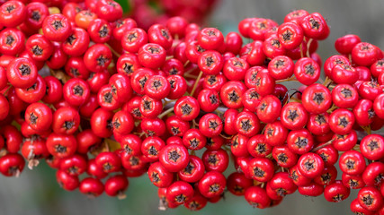 Arbuste, le Buisson ardent (Pyracantha coccinea) aux rameaux épineux aux petits fruits de couleur rouge écarlate 'Red column'