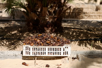 Obraz premium Palm date tree harvest in Tolga, Biskra, Algeria