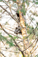 One hiding wild raccoon climbing pine tree trunk, foraging, looking for food, hanging in park outside, outdoors, looking for forage, wildlife