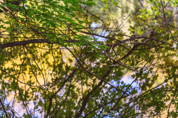 Bright Autumn in the Kytaevo monastery park, Kyiv, Ukraine