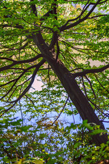 Bright Autumn in the Kytaevo monastery park, Kyiv, Ukraine