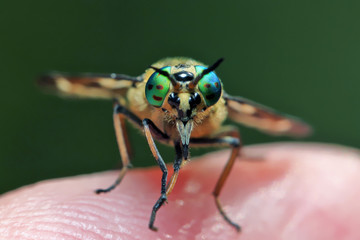 Horsefly  is a predator, actively attacking humans and animals.
