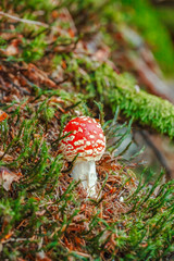 Fly agaric at the forest, closeup. Nobody