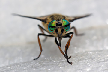 Horsefly  is a predator, actively attacking humans and animals.

