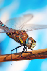 Dragonfly sitting on a stalk of grass.