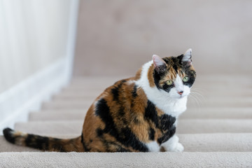 High angle view on curious calico cat sitting on stairs, steps of staircase in apartment, house, home room, waiting, begging, asking for food, big eyes