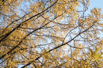 Yellow spruce branches on blue sky background