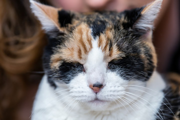 Closeup of calico cat lying on carpet floor together with female, woman, person owner face in background, beside in home, house, apartment room, friendship, companion