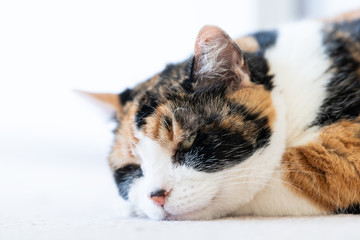 Closeup portrait of sleepy, happy, calico cat face with head over one paw on carpet floor, happines, closing eyes
