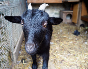 Fototapeta premium Cabra enana en primer plano