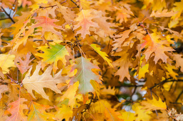 Bright autumn oak leaves on a branch closeup.