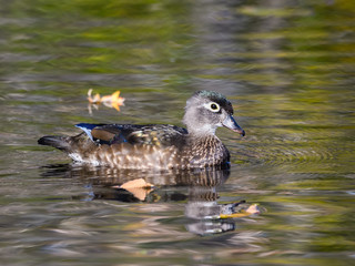 Female Wood Duck Drake Swimming in Fall